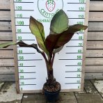 Banánovník habešský (Banana ensete) ´MAURELII´ - výška: 70-100 cm, kont. C7L (-5°C)